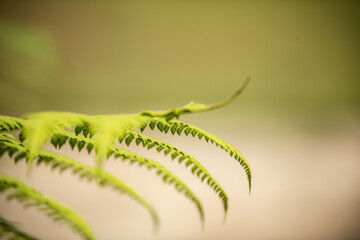 close up of fern leaf