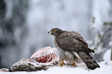 Northern goshawk (Accipiter gentilis) on prey in forest, with snow, white and green background