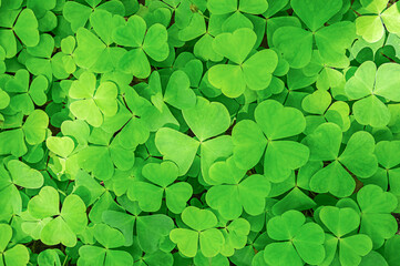 A background of green clover leaves. High quality photo