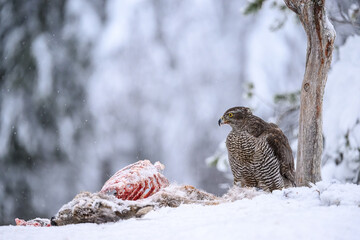 Northern goshawk (Accipiter gentilis) on prey in forest, with snow, white and green background
