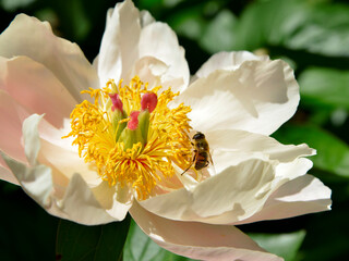 Closeup white and yellow Chinese peony flower (Paeonia lactiflora) a foraging insect of genus Eristalis