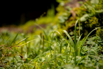 green grass in the morning moss
