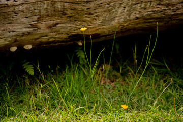 Obraz premium moss on a trunk