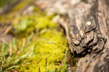 moss on the tree