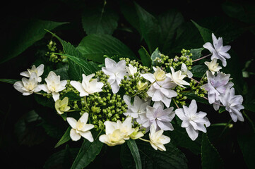 白いヤマアジサイ