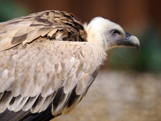 Portrait of griffon vulture (Gyps fulvus) seen from profile