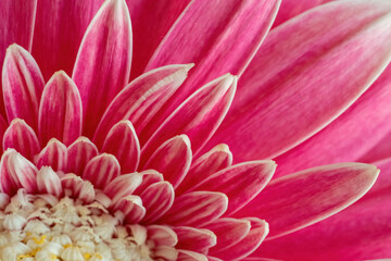 Pink gerbera close-up for natural background. Macro flower petals