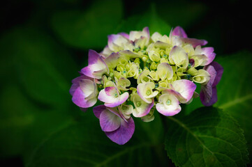 ピンクと薄黄色のアジサイ