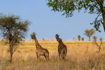 Pair of giraffes in savanna in Serengeti national park in Tanzania. Wild nature of Tanzania, East Africa
