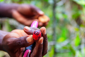 Farmer's hand holding a fresh nutmeg fruit