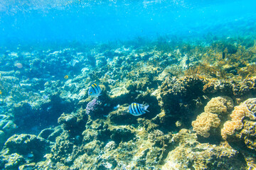 Fototapeta na wymiar Different tropical fish at coral reef in the Red sea in Blue lagoon, Sinai peninsula in Egypt