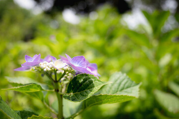 薄紫のヤマアジサイ