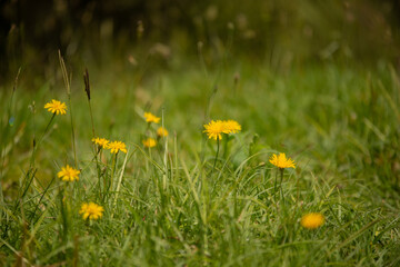 Fototapeta premium yellow dandelion flower field natural landscape