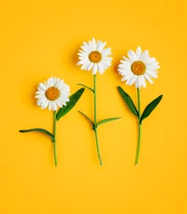 Tuinposter Daisy flowers, white marguerite creative card. © ifiStudio