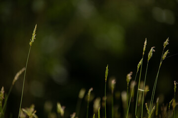 yellow dandelion flower field natural landscape