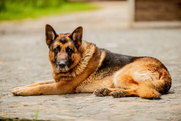 german shepherd dog