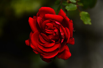 Rosa centrada