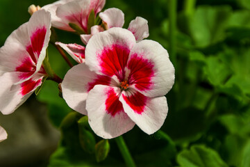 Fototapeta na wymiar flor blanco - rojo