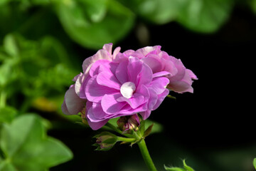 Fototapeta premium flor purpura