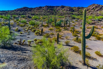 Fototapeta na wymiar Desert landscape with cacti, in the foreground fruits with cactus seeds, Cylindropuntia sp. in a Organ Pipe Cactus National Monument, Arizona