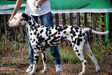 A Dalmatian dog posing at a dog show in summer.