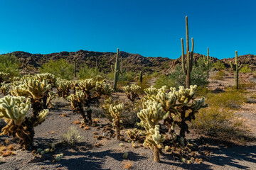 Desert landscape with cacti, in the foreground fruits with cactus seeds, Cylindropuntia sp. in a...