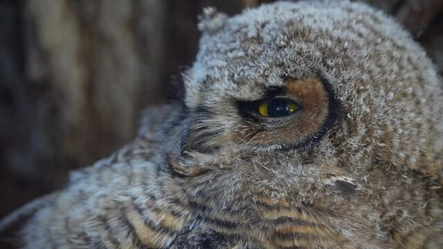 Up close view of Great Horned Owl fledgling looking around.