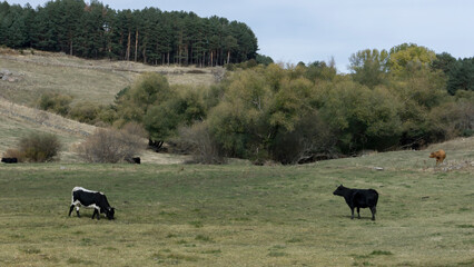 cows grazing in the field next to a pine forest