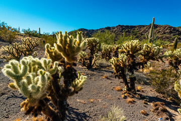 Desert landscape with cacti, in the foreground fruits with cactus seeds, Cylindropuntia sp. in a...