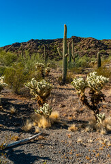 Desert landscape with cacti, in the foreground fruits with cactus seeds, Cylindropuntia sp. in a...