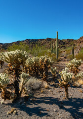 Desert landscape with cacti, in the foreground fruits with cactus seeds, Cylindropuntia sp. in a...
