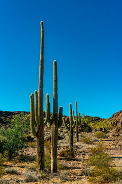 Giant cactus Saguaro cactus (Carnegiea gigantea) against the blue sky, Arizona USA © Oleg Kovtun