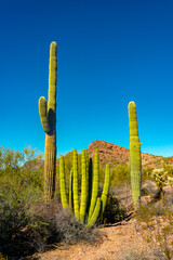 Organ pipe national park, Group of large cacti against a blue sky (Stenocereus thurberi) and...