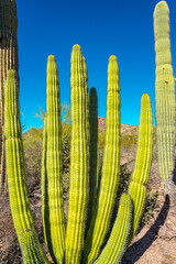 Group of large cacti against a blue sky (Stenocereus thurberi). Organ pipe national park, Arizona