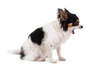 Chihuahua dog screaming
