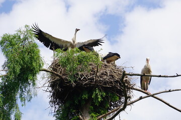 Störche im Nest ein Storch breitet seine Flügel aus