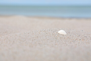 Fototapeta na wymiar Shell laying on the shore of a white sanded beach at Marielyst, Denmark