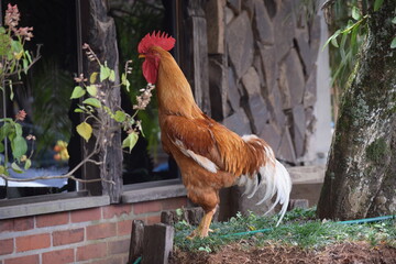 galo na fazenda © Claudia