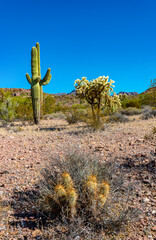 Golden hedgehog cactus (Echinocereus nicholii), Cylindropuntia sp. in a Organ Pipe Cactus National...
