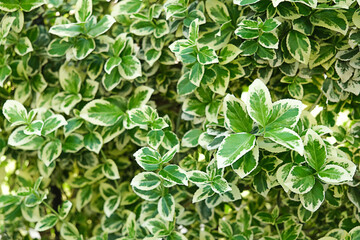 Fototapeta na wymiar A background of yellow-green leaves. High quality photo