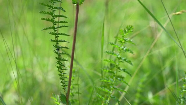 Dropwort in natural environment, stem and leaves (Filipendula vulgaris) - (4K)