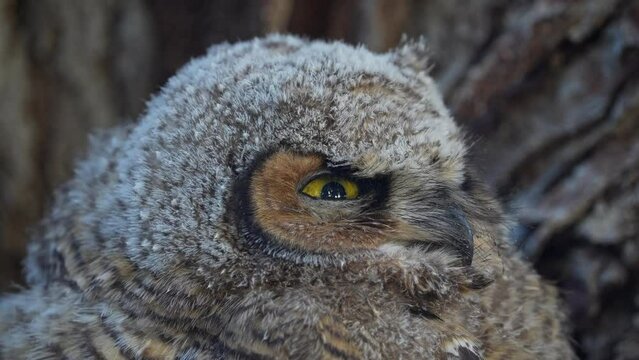 Great Horned Owlet with eyes squinted watching something as it turns its head.