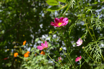 Pink cosmos flowers against the background of distant trees in the garden. Summer horizontal photography.