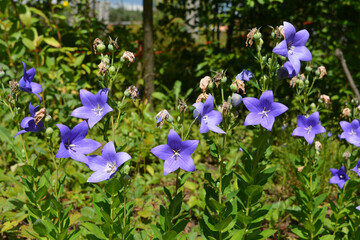 Delicate light violet flowers of Platycodon grandiflorus on the background of garden greenery in summer sunny day. - obrazy, fototapety, plakaty