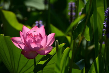 A lotus blossom is fully open at Kenilworth Aquatic Gardens. Lotus, other water plants, birds, and other wildlife are plentiful here.