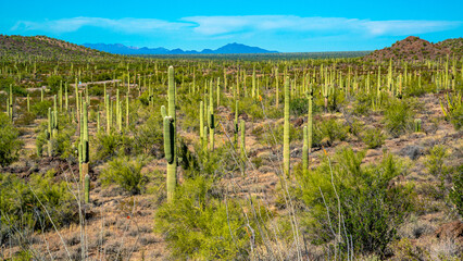 Fototapeta na wymiar Arizona desert landscape, giant cacti Saguaro cactus (Carnegiea gigantea) against the blue sky, USA