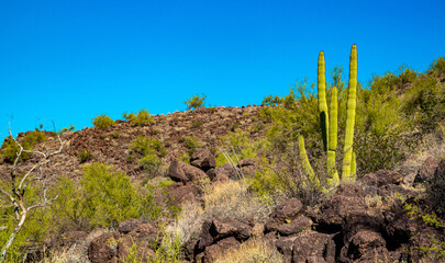 Arizona desert landscape, giant cacti Saguaro cactus (Carnegiea gigantea) against the blue sky, USA