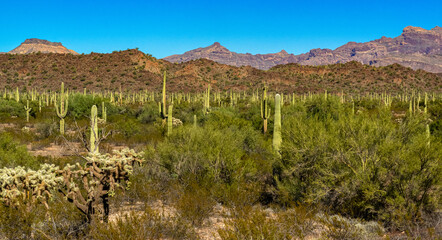 Arizona desert landscape, giant cacti Saguaro cactus (Carnegiea gigantea) against the blue sky, USA