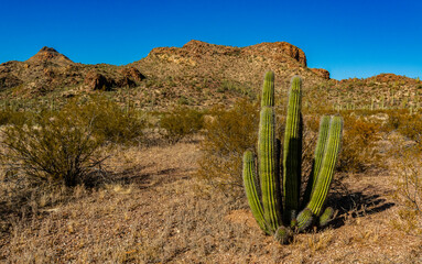 Group of large cacti against a blue sky (Stenocereus thurberi). Organ pipe national park, Arizona