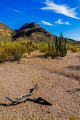 Dry stem of Cylindropuntia against the backdrop of a desert landscape with cacti in a Organ Pipe...